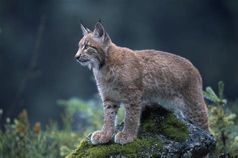 Eurasian Lynx Reintroduction In The Uk Wildlife Articles