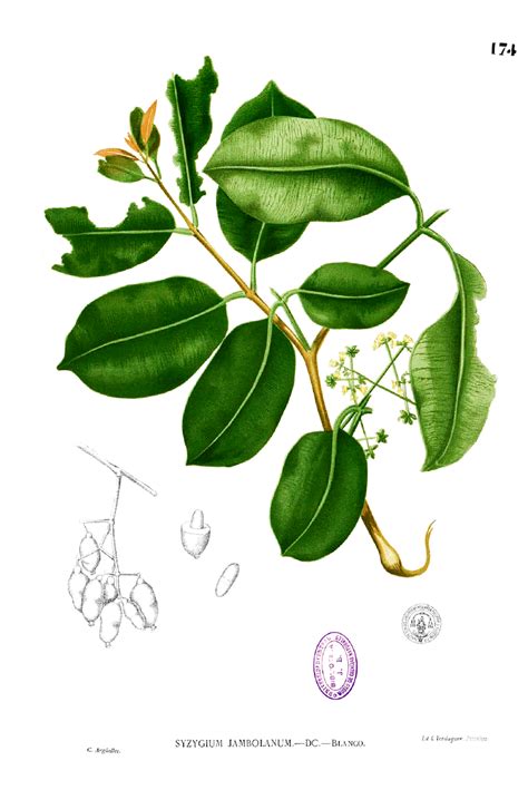 Pohon Jamblang Morfologi Habitat Sebaran Manfaat And Budidaya