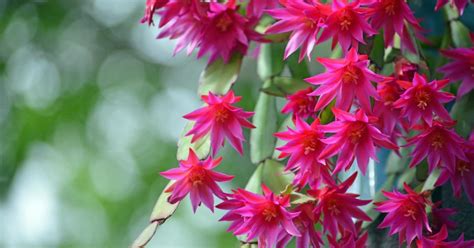 A christmas cactus needs three things in order to bloom. Here is the proper way to maintain a Christmas cactus and ...