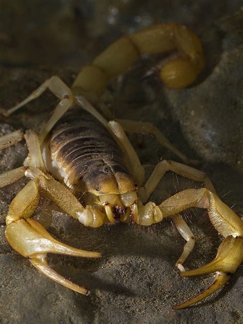 264 Best Images About Scorpions On Pinterest Glow Desert Scorpion