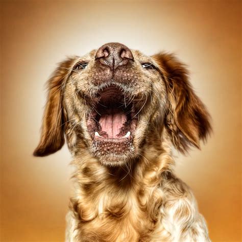 Mitc Funny Dog Faces Funny Dogs Laughing Animals