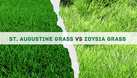 St Augustine Grass Vs Zoysia Grass 5key Differences And The Winner
