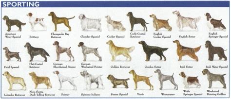 The 7 Dog Breed Groups Explained American Kennel Club American Kennel