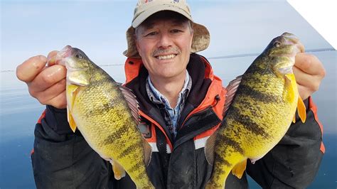 Jumbo Perch Overload Using The Simple Stingnose Jigging Spoons Youtube