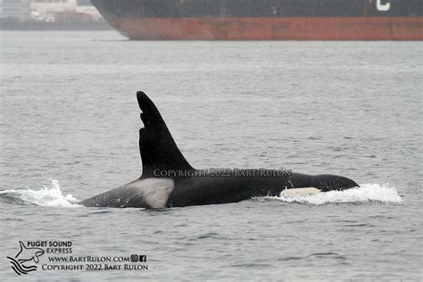 Orcas Humpbacks Grays And More Highlight Start Of 2022 Season Puget