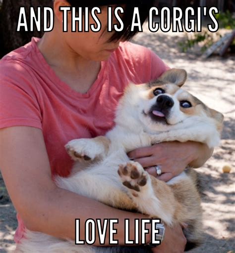 😂😂😂 Funny Animal Memes Corgi Funny Funny Animal Pictures
