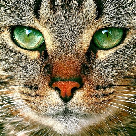 Tabby Cat Potrait With Green Eyes Beautiful Cats Tabby Cat Cats