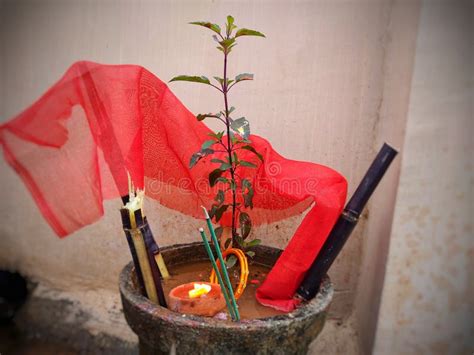 indian religious culture tulsi plant is decorated with red cloth and sugarcane for worshipping