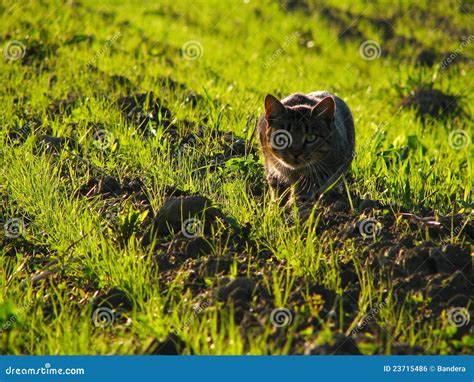 Domestic Cat In Hunting Position Stock Photo Image Of Outdoor Green