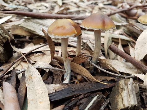 Psilocybin And Mycelium Mushroom Hunting And Identification