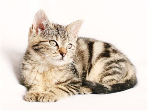 ✓ free for commercial use ✓ high quality images. Free photo: Cat, Pet, Striped, Kitten, Young - Free Image ...