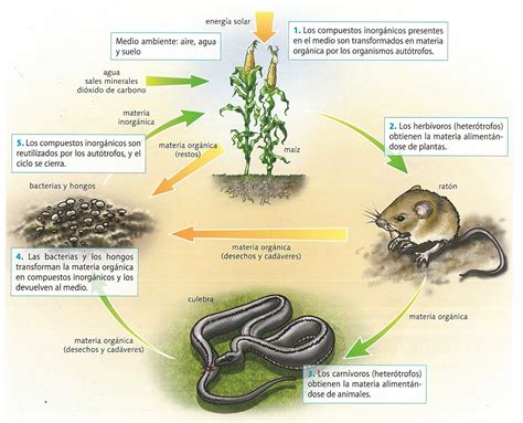 En Que Consiste El Ciclo De La Materia En El Ecosistema Compartir Images