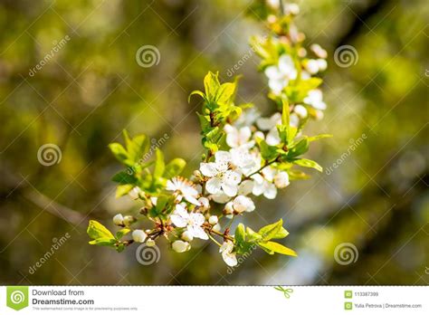 Cherry Blossoms Over Blurred Nature Background Spring Flowers Spring