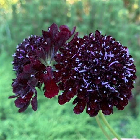 Black Knight Scabiosa 35 Pincushion Flower Seeds Heirloom Etsy