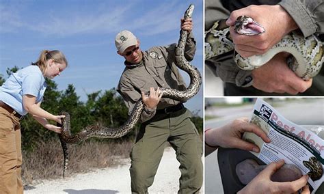 Monster Northern African Pythons Up To 20ft Long Slither Into Florida