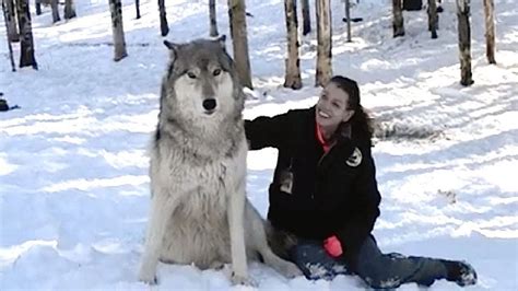 Wolf Approaches Woman In The Woods And Sits Down But Watch His Next