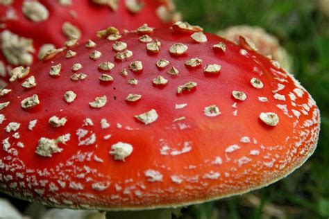5 Poisonous Mushrooms You Should Know