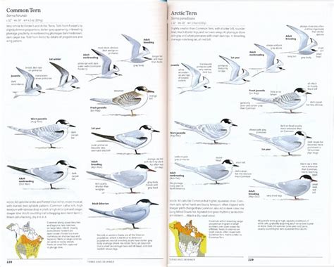 The Sibley Guide To Birds Second Edition A Review Of An Iconic Guide