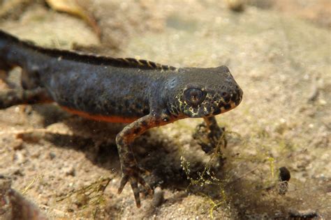 Was sind die verschiedenen stile der hochzeitskleider? Bergmolch ♂ (Triturus alpestris) unter Wasser | Bergmolch ...