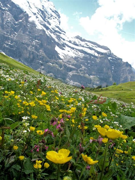 Wildflowers In Jungfraujoch Switzerland Most Beautiful Cities