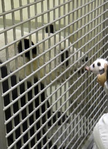 Giant Panda Cub Yuan Zai Meets Mother At Taipei Zoo Global Times