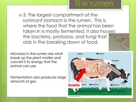 Ppt Ruminant Digestive System Powerpoint Presentation Free Download