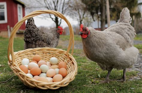 Puicuțe ouătoare Agroland Tot ce trebuie să știi despre creșterea puicuțelor și găinilor