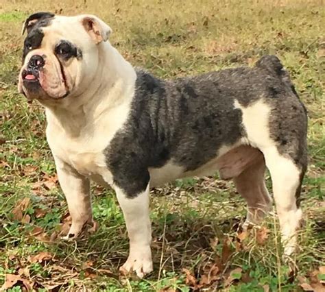 After you make your deposit to hold your puppy, please print our our puppy purchase contract and sign, notarize and return or bring with you if you are picking your puppy up in person. Olde English Bulldogge Puppies For Sale | Rockdale, TX #290868