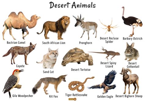 Desert Animals List Facts Adaptations Diet Pictures