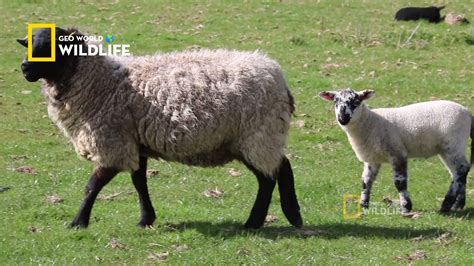 Natural Birth Outdoor Lambing Live Sheep Giving Birth And Bonding