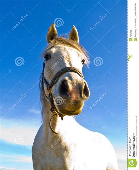 White Horse Stock Photo Image Of Beautiful Racing White 7275162