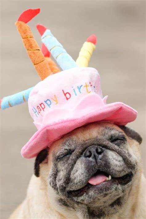 Pug Dog Wearing Pink Happy Birthday Hat With Blurry