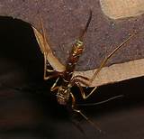 Long Stinger Wasp Photos