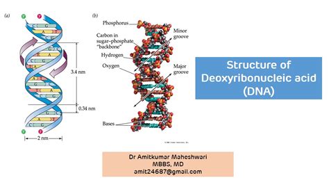 Deoxyribonucleic acid, or dna, is a molecule that contains the instructions an organism needs to dna is made up of molecules called nucleotides. DNA Structure || Structure of Deoxyribonucleic Acid ...