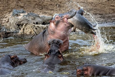 Horrific Moment Baby Hippo Is Crushed In Jaws Of Rival Bull In Spray Of