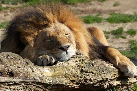55 Interesting And Fun Lion Facts For Kids