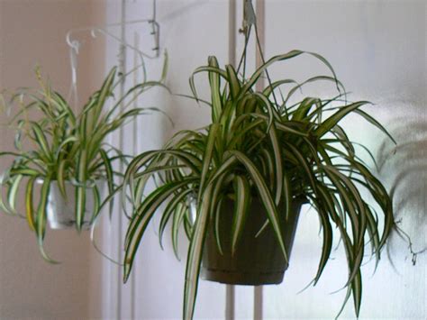 Best Houseplants To Improve Indoor Air Quality