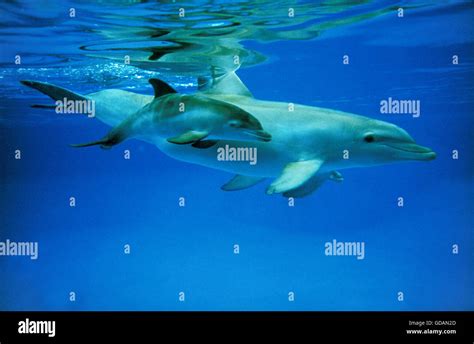 Bottlenose Dolphin Tursiops Truncatus Female With Calf Stock Photo