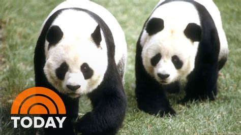 How ‘panda Diplomacy Has Affected Us China Relationship Youtube