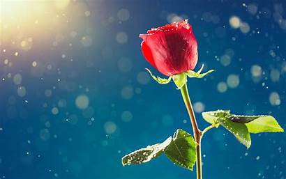 Rose Single Flower Flowers Desktop Wallpapers Emotions