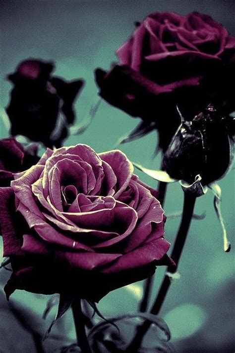 Blackpurple Rose Stuff Pinterest
