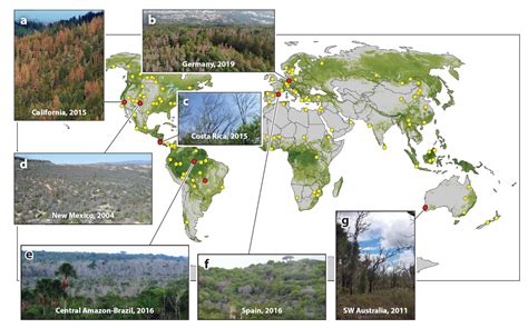 Emergence Of Unexpected Global Tree Mortality Events Ngeetropics