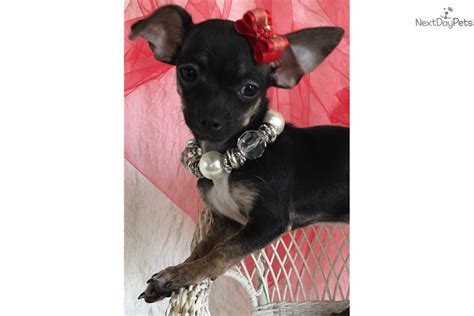 Diamond naturals dog food , best dog food for your buck. Molly Mae: Chihuahua puppy for sale near Kansas City ...