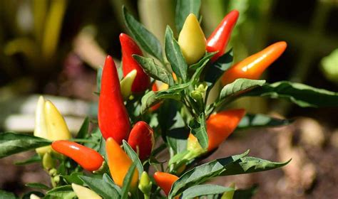 Cayenne Pepper Plant Benefits Uses Grow Herbs Science