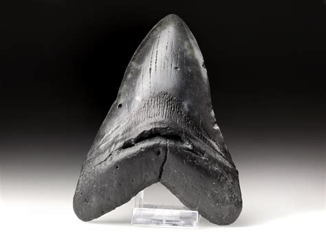 Authentic megalodon shark tooth (carcharodon megalodon). Zahn vom größten Hai der Erdgeschichte: Megalodon