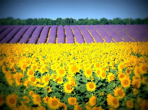 Sunflowers And Lavender Fields Sunflowers Flowers Nature Fields