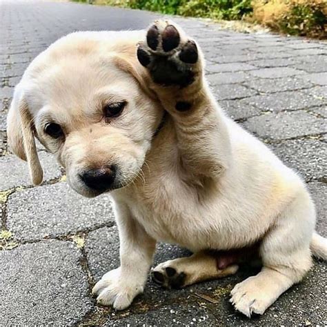 Beautiful Pup 🥰 🐾 Labrador 🐶 Adorabledogsclub 📸 Tubsthelabrador