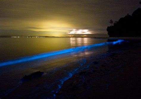 Bioluminescent Plankton Down The Beach In Jervis Bay Bioluminescence
