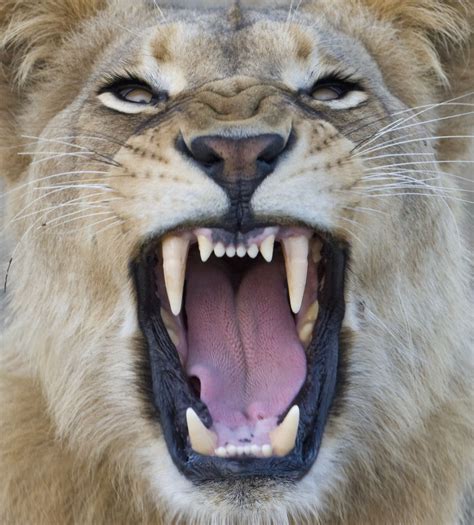 King Of The Jungle 15 Facts You Did Not Know About Lions Animal