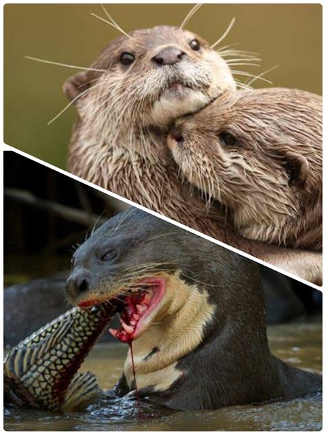 [最も好ましい] amazon river otter 219707 are there otters in the amazon saesipapictkli